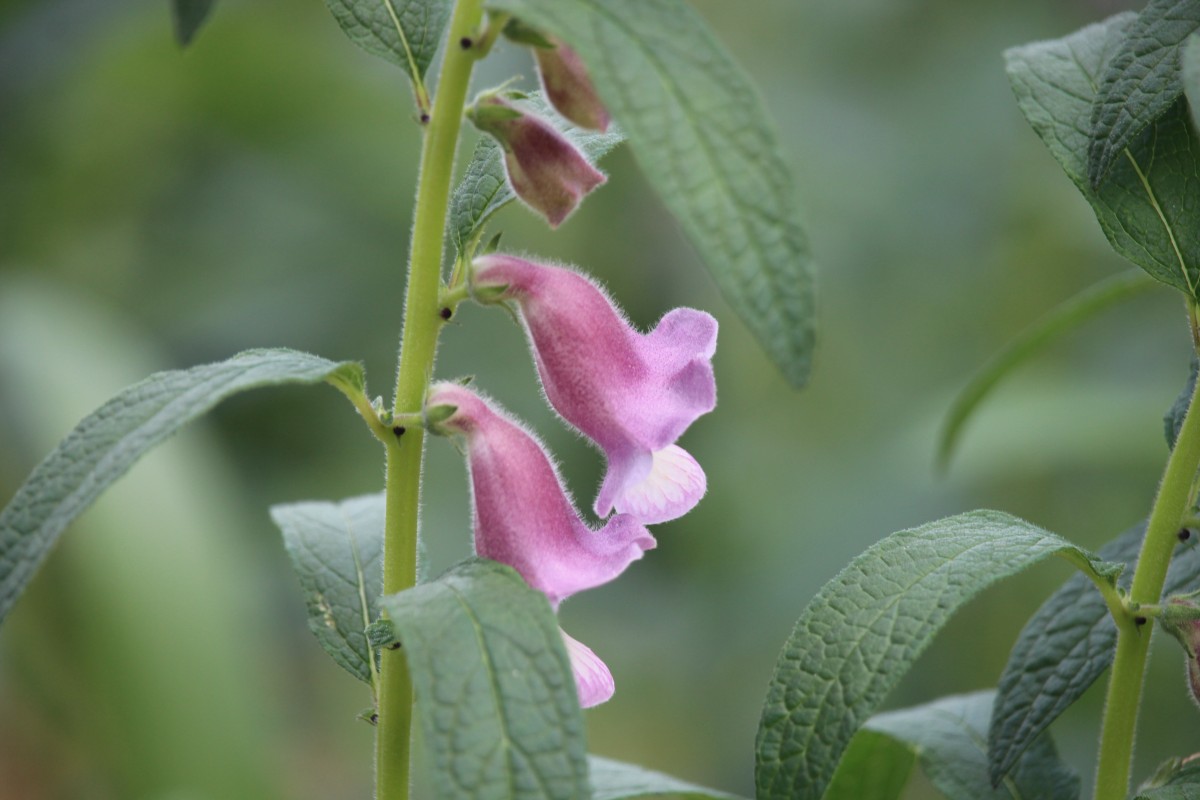 Sesamum radiatum Thonn. ex Hornem.